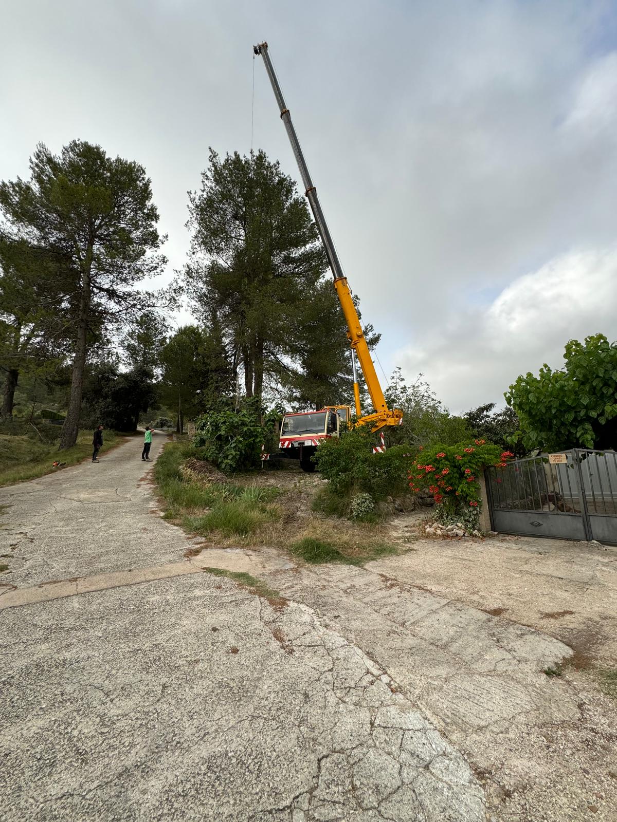Tala y corte de pinos de gran tamaño